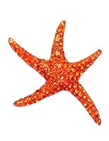 Sterling Silver Sea Star with Orange Crystals Pendant 991
