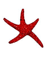 Sterling Silver Sea Star with Red Crystals Pendant 991