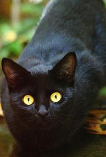 black cat