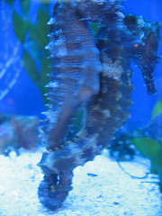 mating seahorses