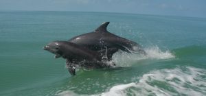 mother and child dolphin