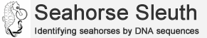 seahorse sleuth logo