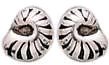 Sterling Silver Nautilus Post Earrings DE 2279