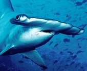 peculiar hammerhead shark