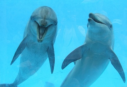 smiling group dolphins